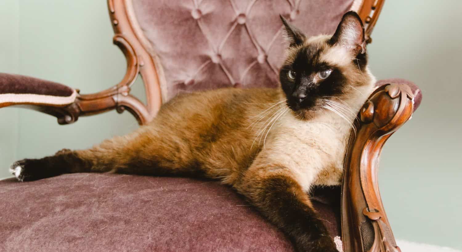 Seal point Siamese cat laying on pink upholstered Victorian chair